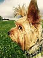Terrier Dog Pet close-up