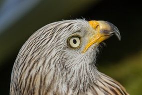 side view of the head of a bird of prey