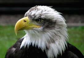 bald eagle is a bird of prey
