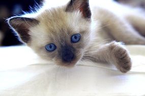 fluffy kitten with bright blue eyes