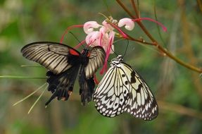 two beautiful rare butterflies on a pink flower