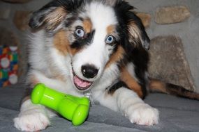blue eyed Puppy Dog with toy
