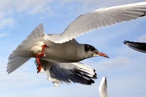 flying seagull in spring dress