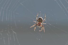 spider on a web at grey background