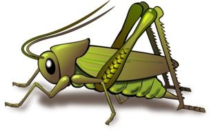 green grasshopper drawing