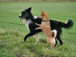 Dogs in a garden