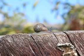 small Snail on wood