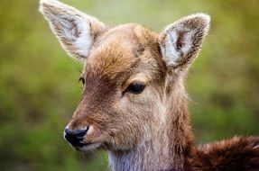 cute brown roe deer in the wild