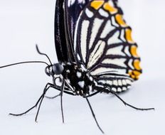 Colorful filigreed butterfly on a white surface