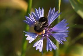 Macro photo of the bee on the purple flower