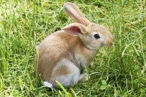 cute rabbit is sitting in the grass