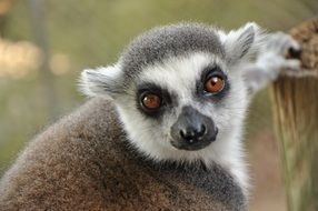 Portrait of exotic Lemur Animal in the zoo