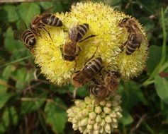 honey Bees on yellow flower