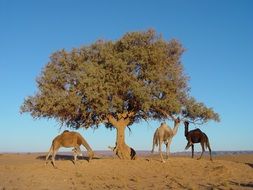 camels near the tree