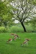 Antelopes on the meadow, usa, pennsylvania, Pittsburgh