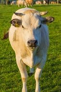 domestic cattle on pasture