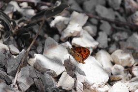 orange butterfly in black and white background