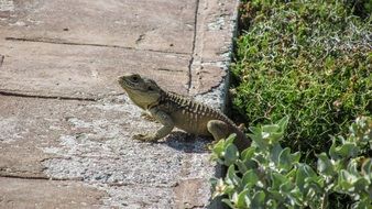lizard warming itself on the road