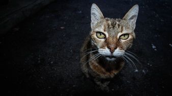 portrait of domestic cat in darkness