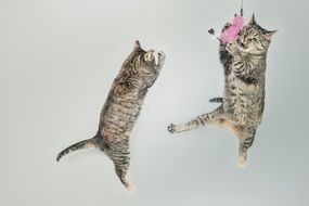 jumping kittens