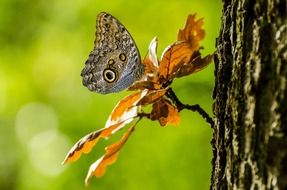 adorable and cute Tropical Brown butterfly