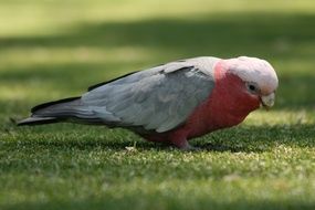 gray parrot with pink breast