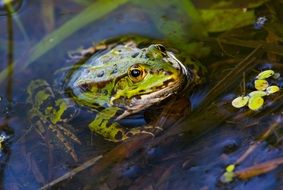 Green frog, Amphibian close up