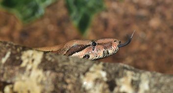 Emperor Snake Boa macro photo