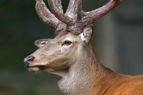photo profile of a deer with horns