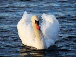 fluffy white swan on the lake