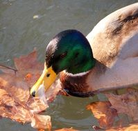 duck with a green head on an autumn pond