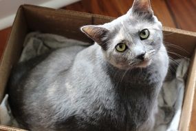 charming gray cat sits in a box