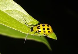 Cucumber beetle on the leaf