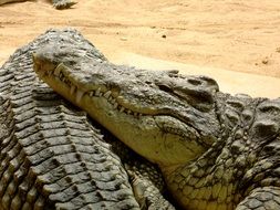 relaxing crocodiles