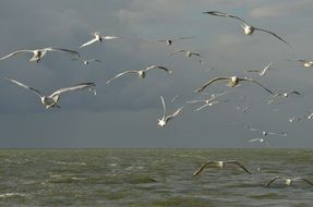 flock of Seagulls over sea