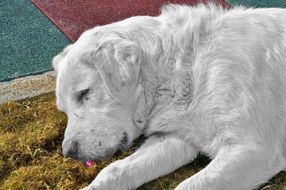 Retriever Dog sleep