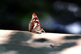 bright Butterfly on wooden surface outdoor