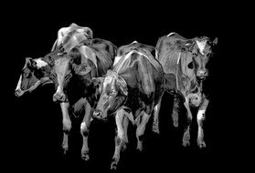 cows on black background