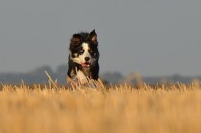 border collie running on the field