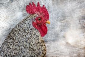 cock as a drawing