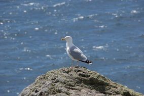 seagull on a rock on the background of water