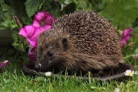 Hedgehog in garden