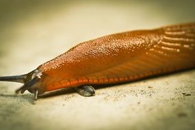Snail Mollusk Slug macro