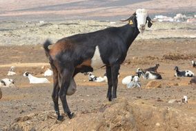 domestic goat walks in the meadow