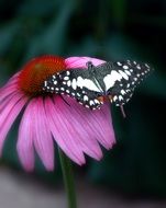 Black and white butterfly on the beautiful flower