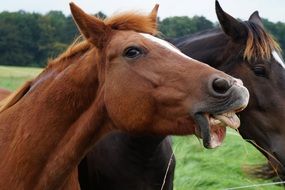 horses in a green meadow on a farm