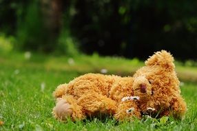 teddy bear on the green meadow