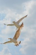 Seagull Birds in flight