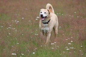 red Dog with open mouth on meadow