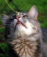 cat sniffs a flower